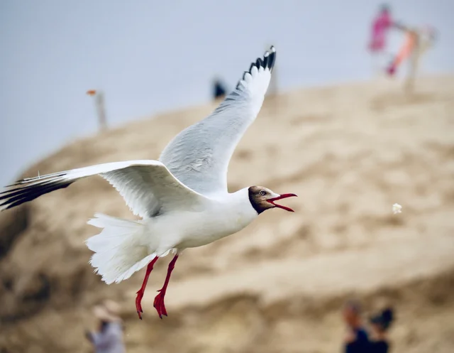 A seagull in flight reaching for a small piece of food.